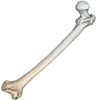 Обугленная кость сноуренга